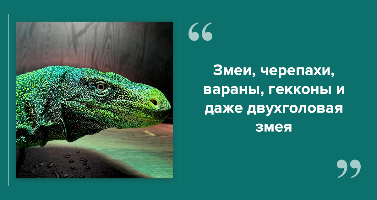 Дом драконов в Петербурге