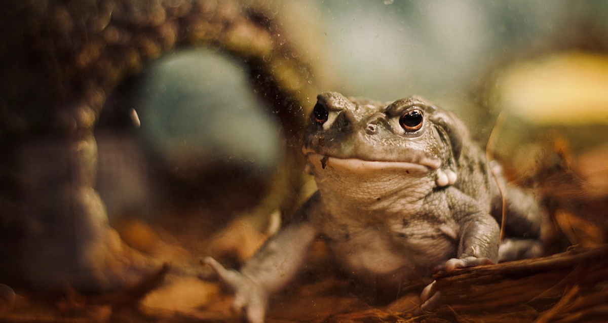 Парк Бабочек