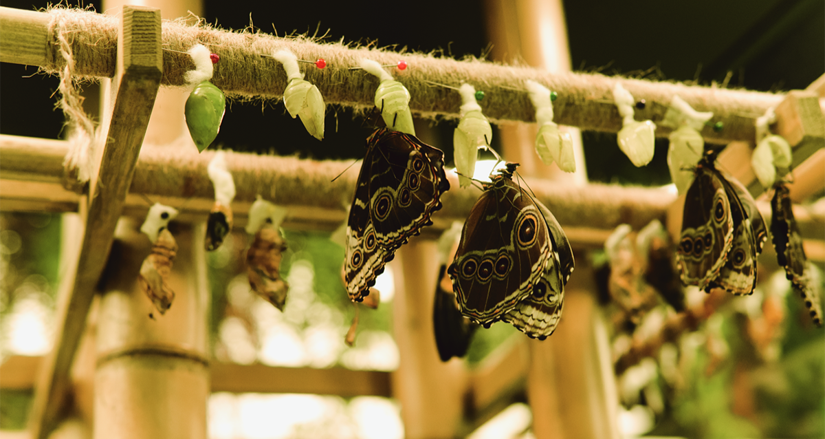 Парк Бабочек