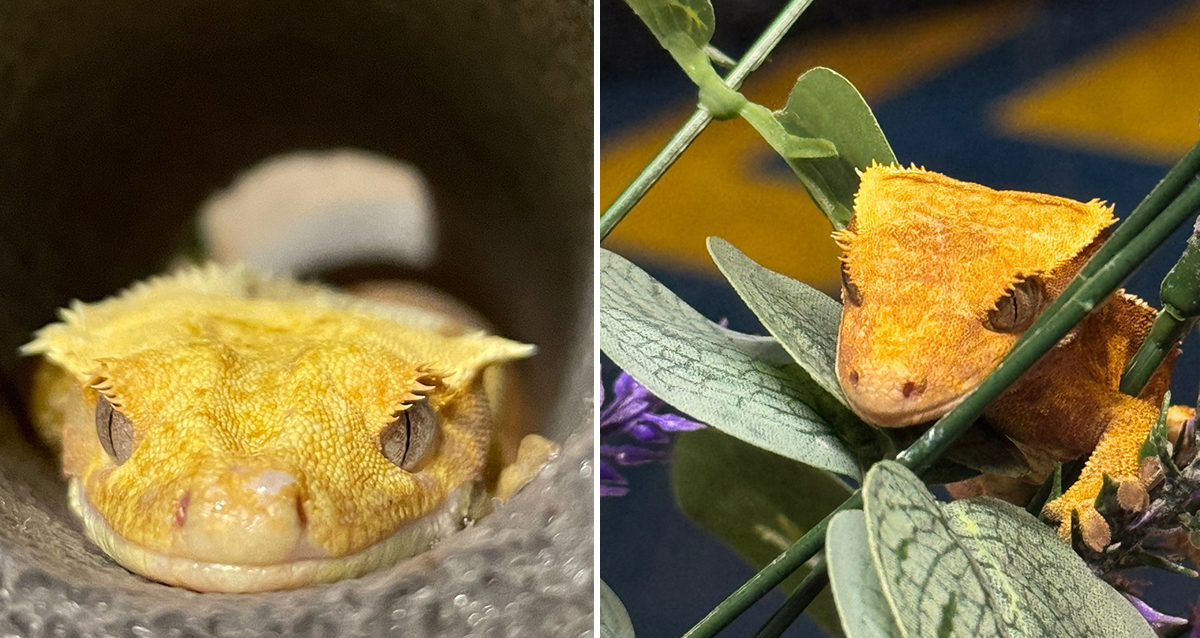 выставка экзотических животных