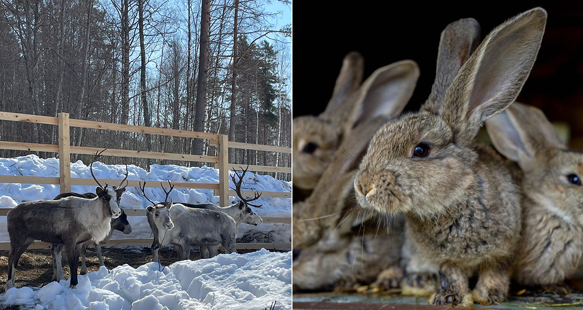 База отдыха Хутор Салокюля