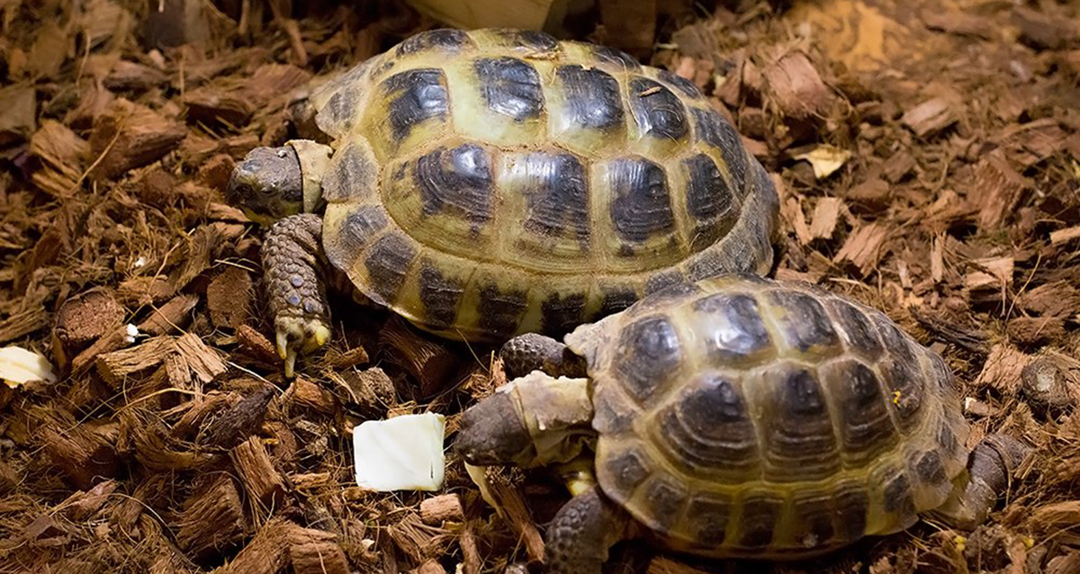 зоопространство ЗОО-ДЗЕН