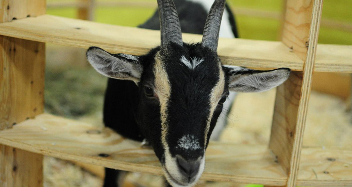 зоопространство ЗОО-ДЗЕН