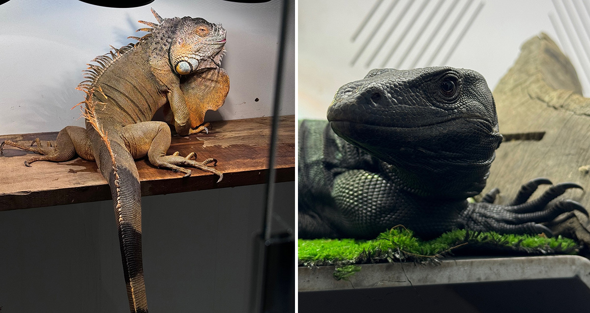 выставка экзотических животных