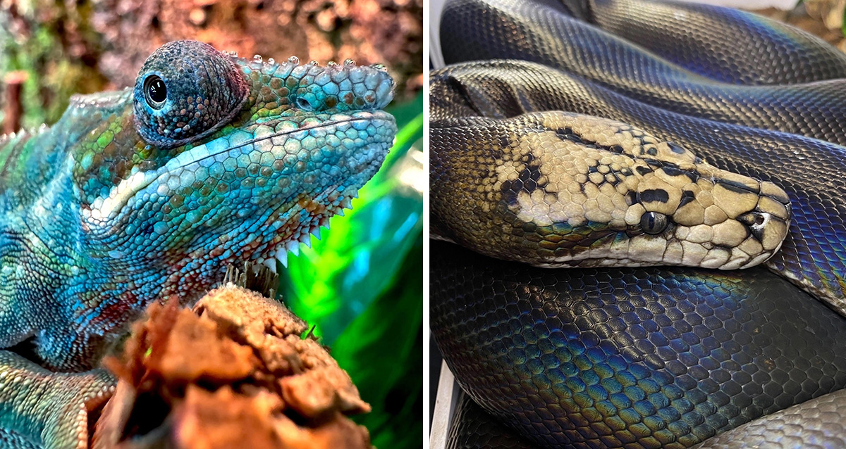 выставка экзотических животных