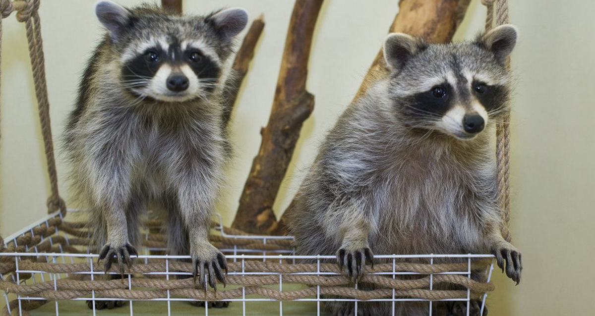 зоопространство ЗОО-ДЗЕН