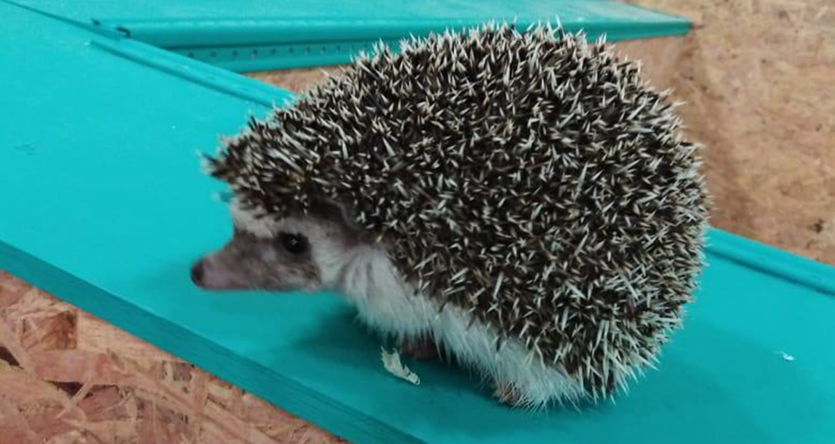 зоопространство ЗОО-ДЗЕН