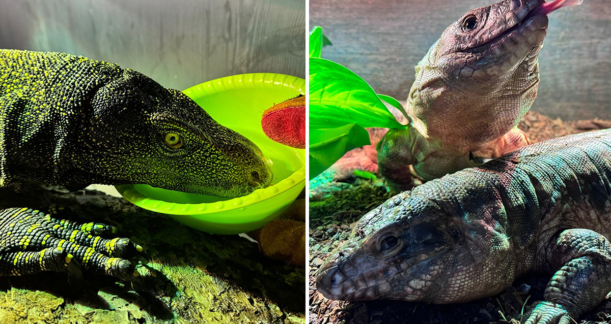 выставка экзотических животных