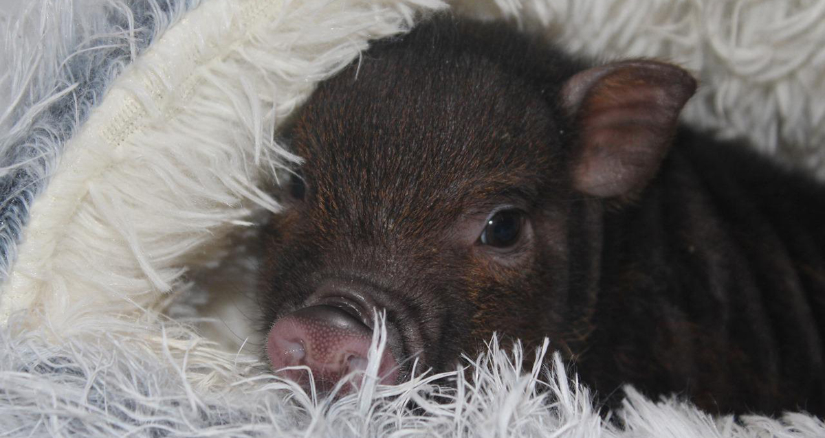антикафе с минипигами Piggy land