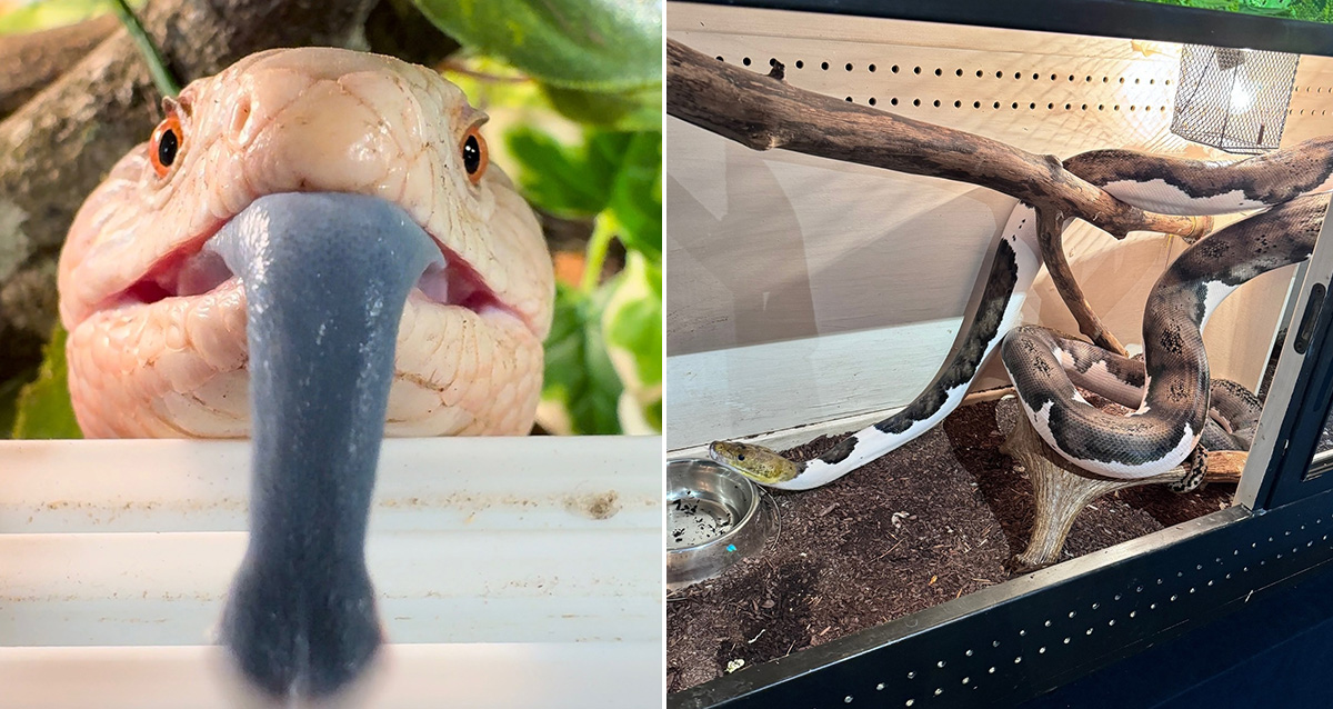 выставка экзотических животных