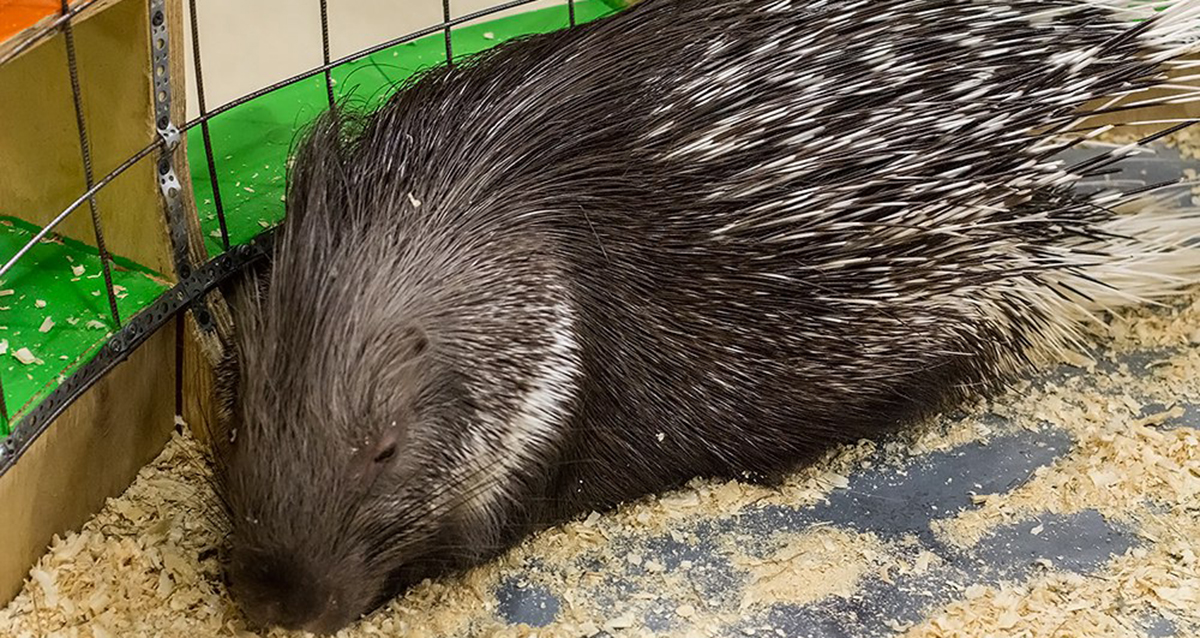 зоопространство ЗОО-ДЗЕН