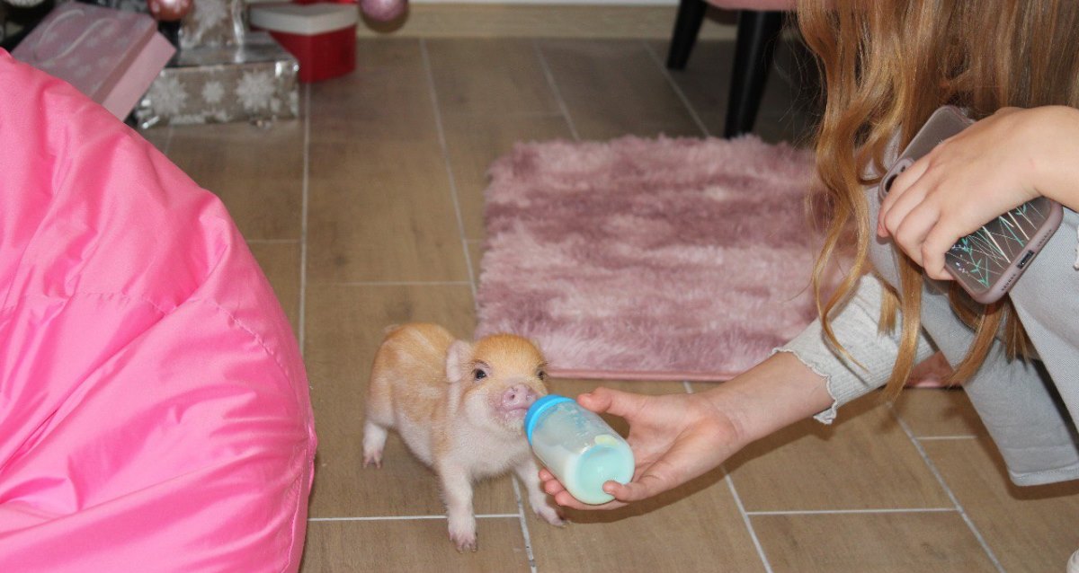 антикафе с минипигами Piggy land
