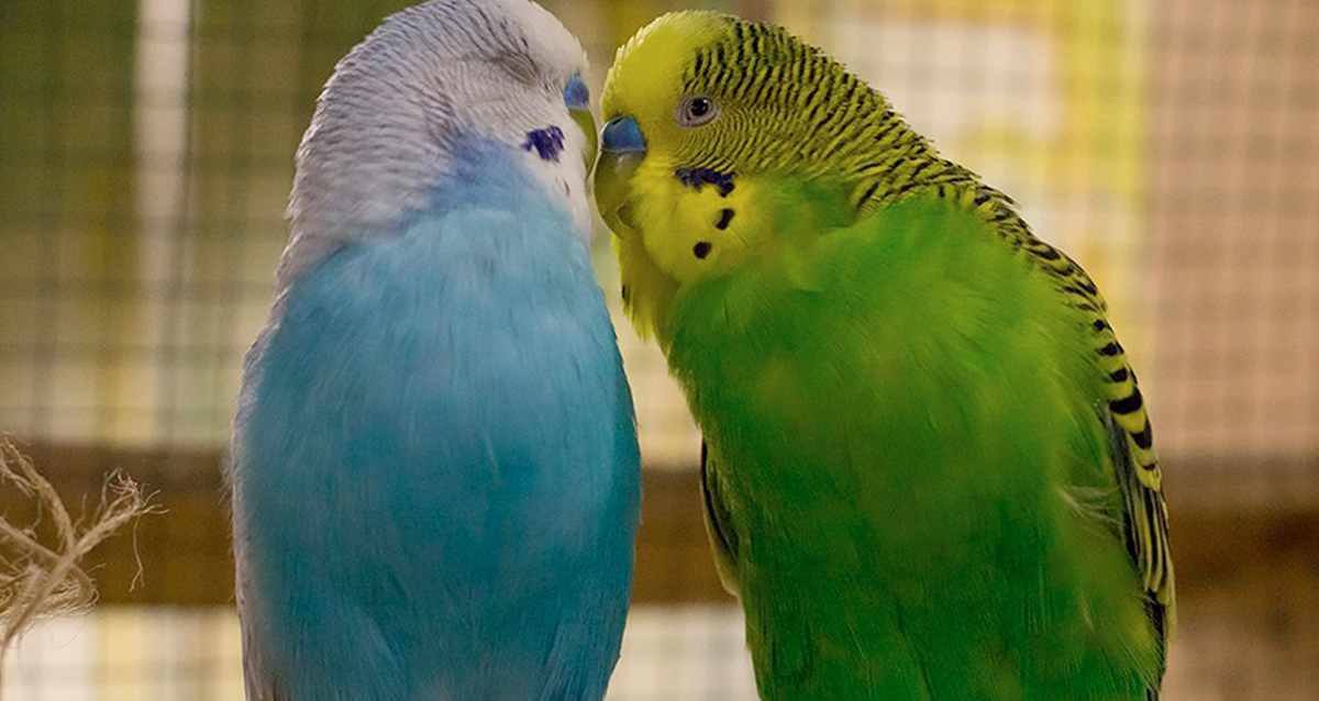 зоопространство ЗОО-ДЗЕН