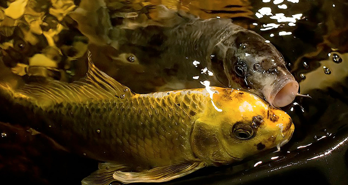 зоопространство ЗОО-ДЗЕН