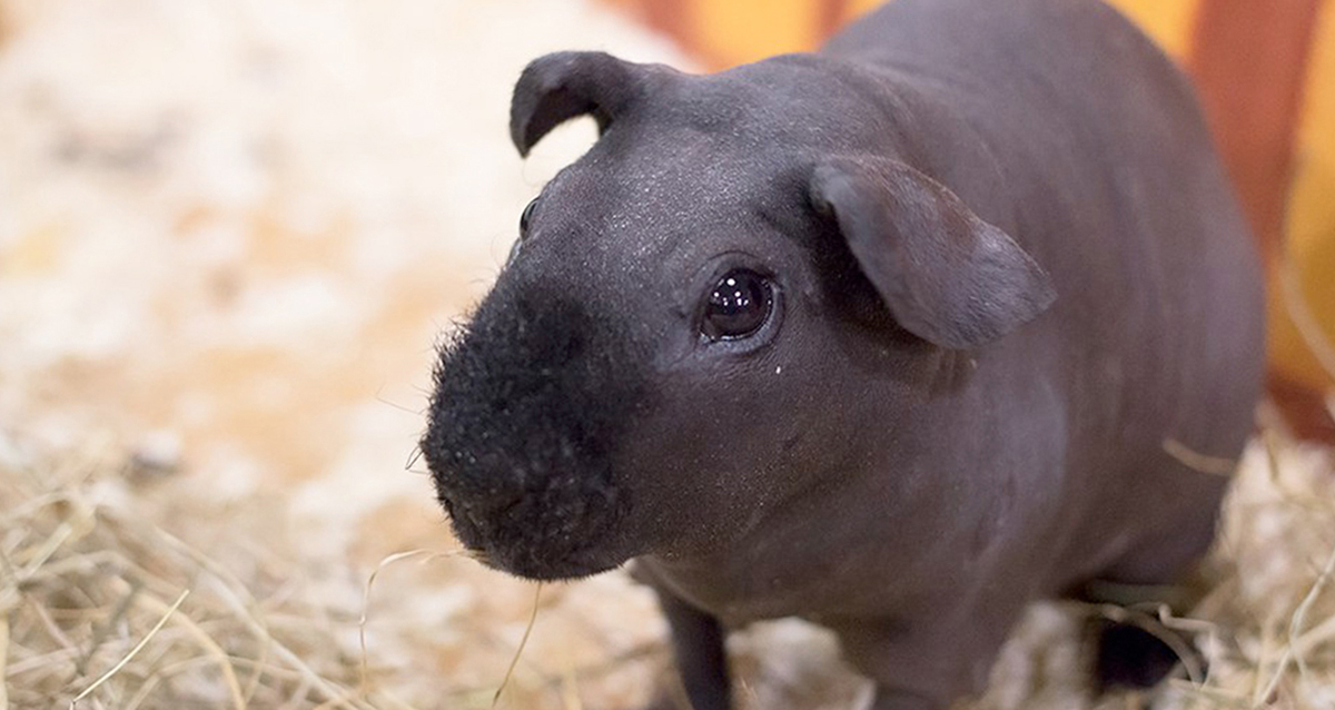 зоопространство ЗОО-ДЗЕН