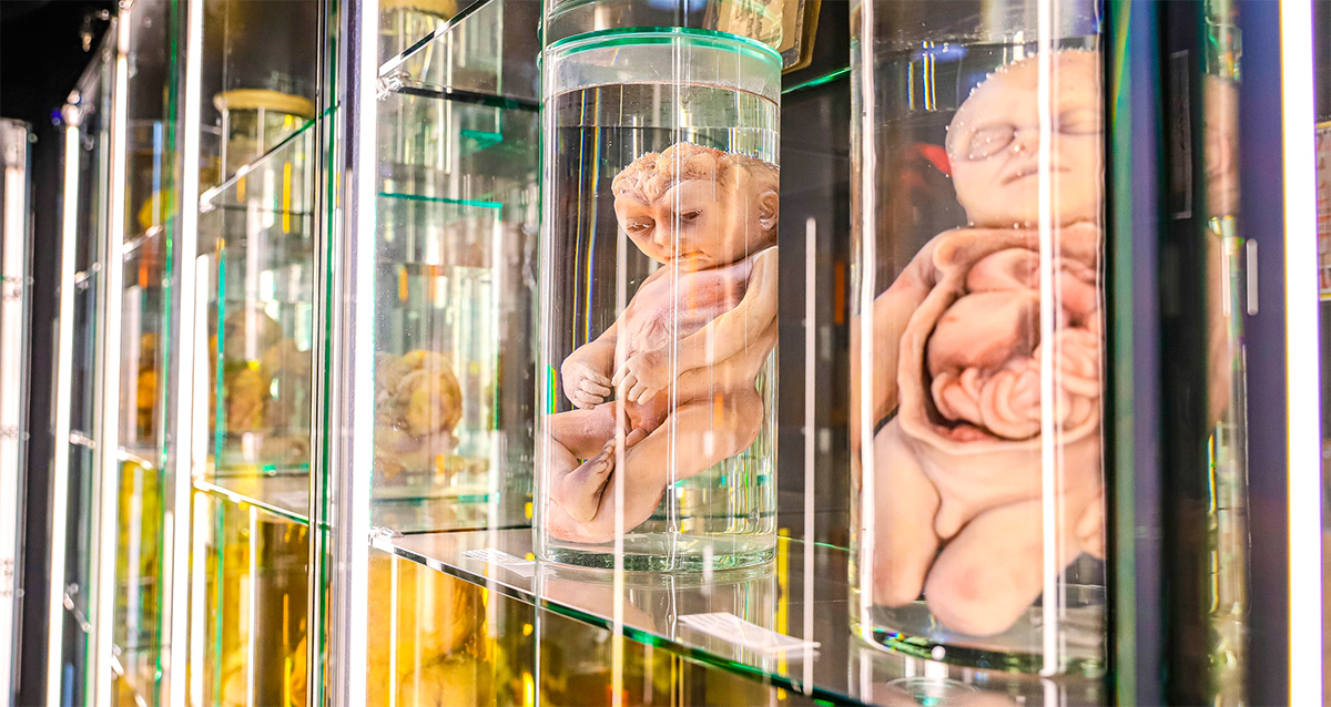 Сеть музеев Art attractions