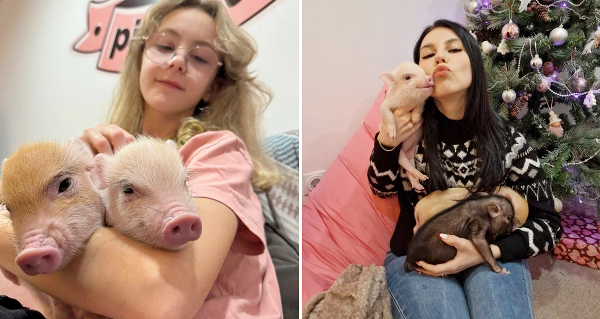 антикафе с минипигами Piggy land