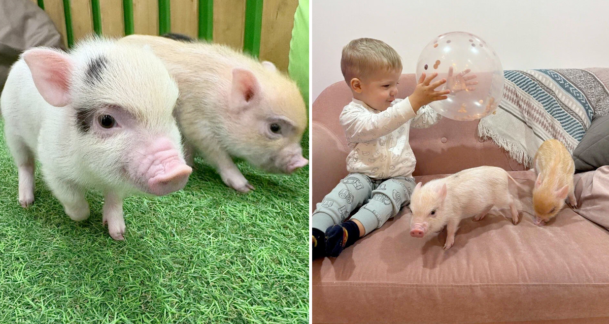 антикафе с минипигами Piggy land