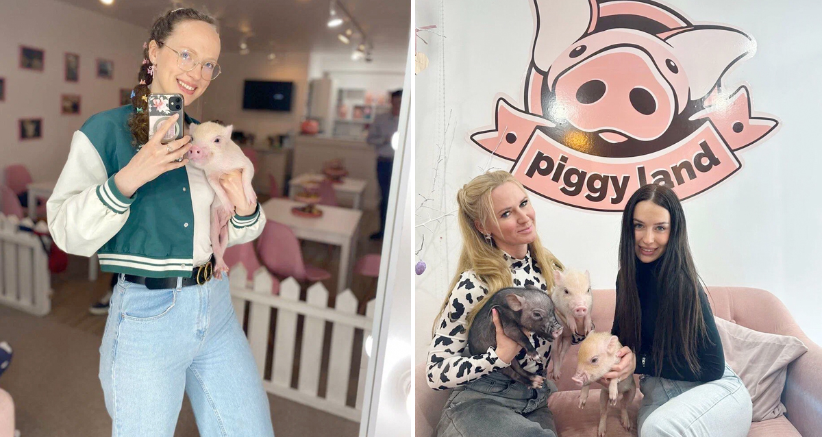 антикафе с минипигами Piggy land