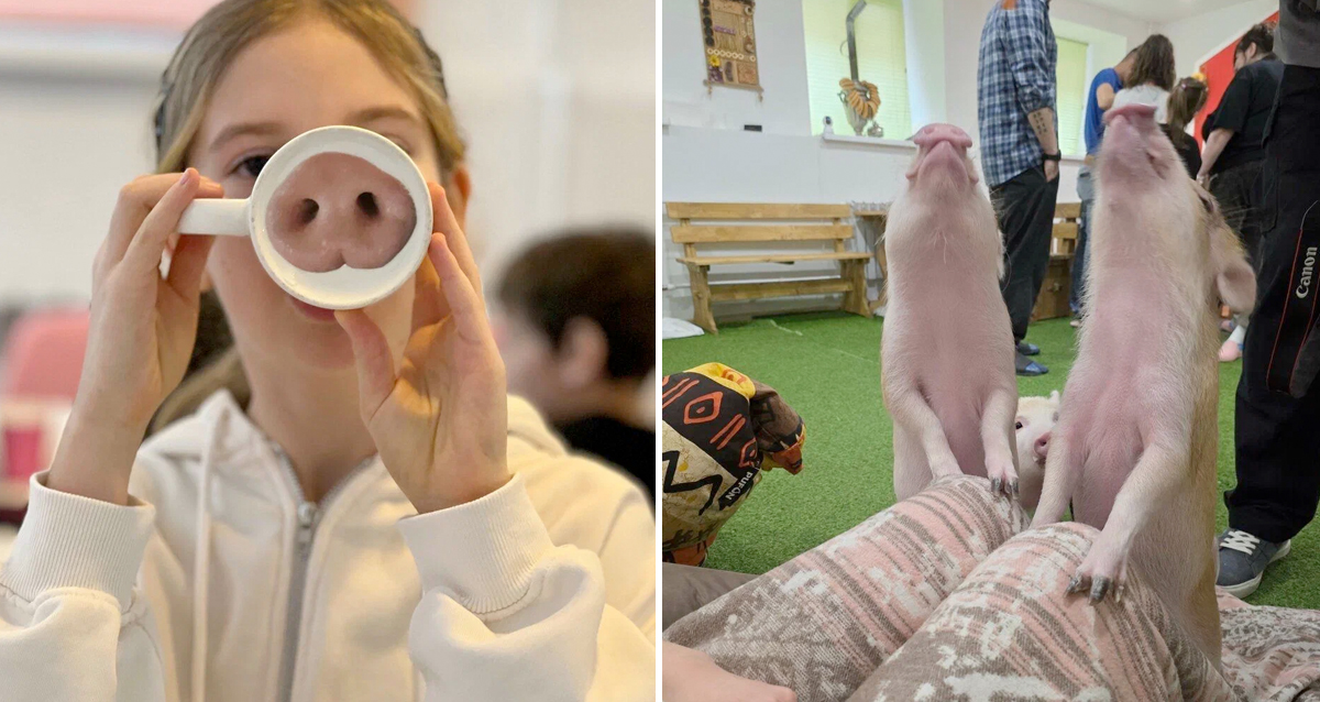антикафе с минипигами Piggy land