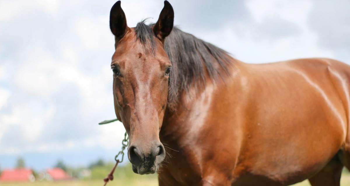 Ферма Эко Гусева