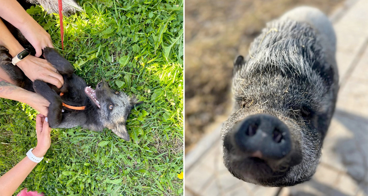 Ферма Эко Гусева