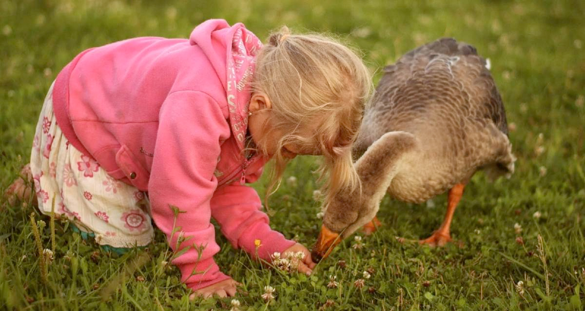 Ферма Эко Гусева