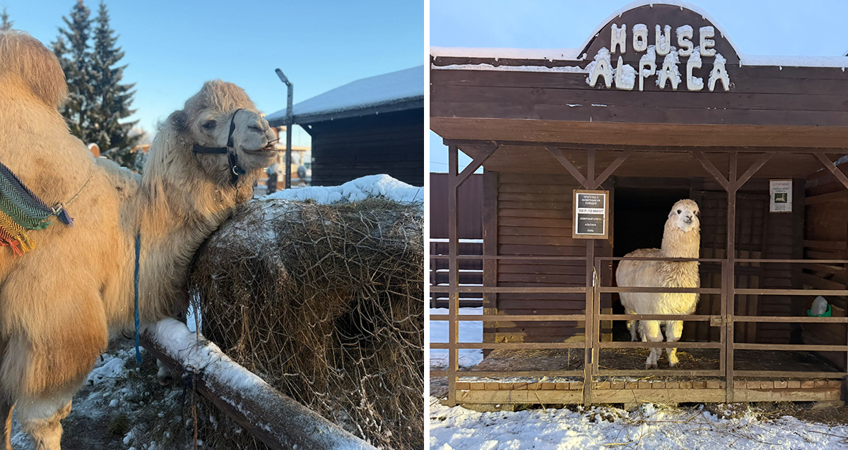 ранчо Авенсис