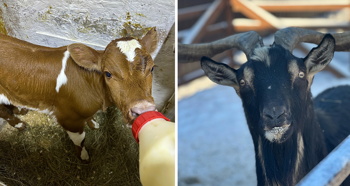 ранчо Авенсис