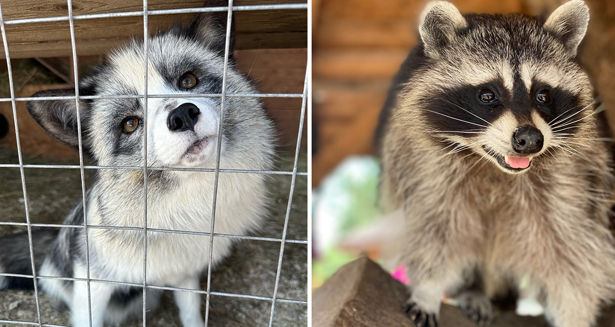 ранчо Авенсис