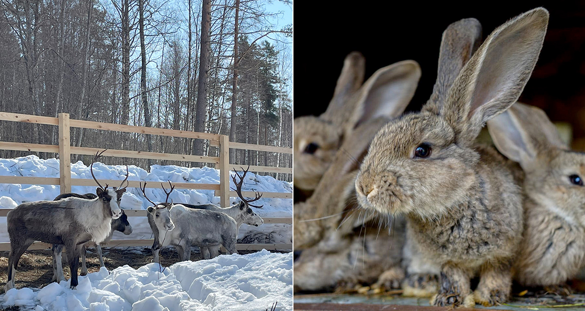 Хутор Салокюля