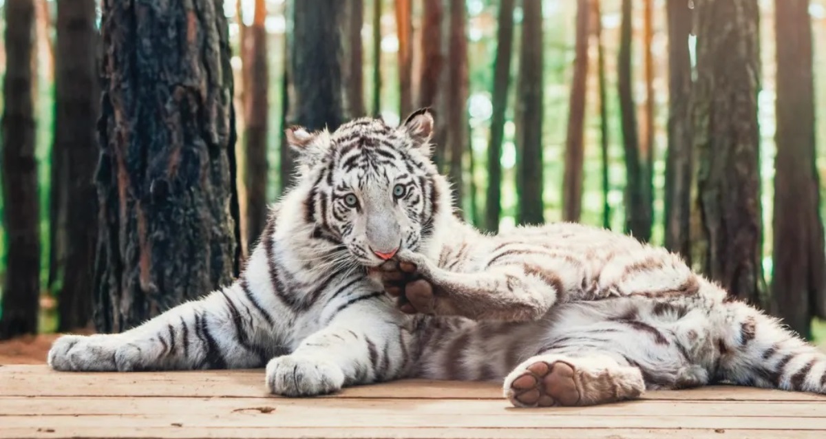 Шишки на Лампушке