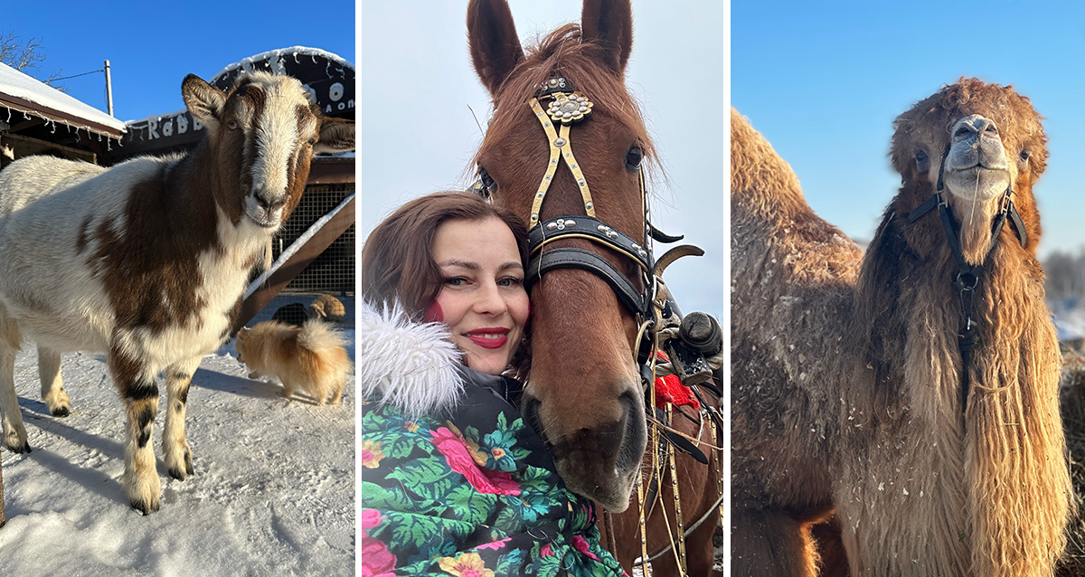 ранчо Авенсис