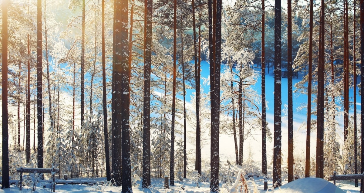 Шишки на Лампушке