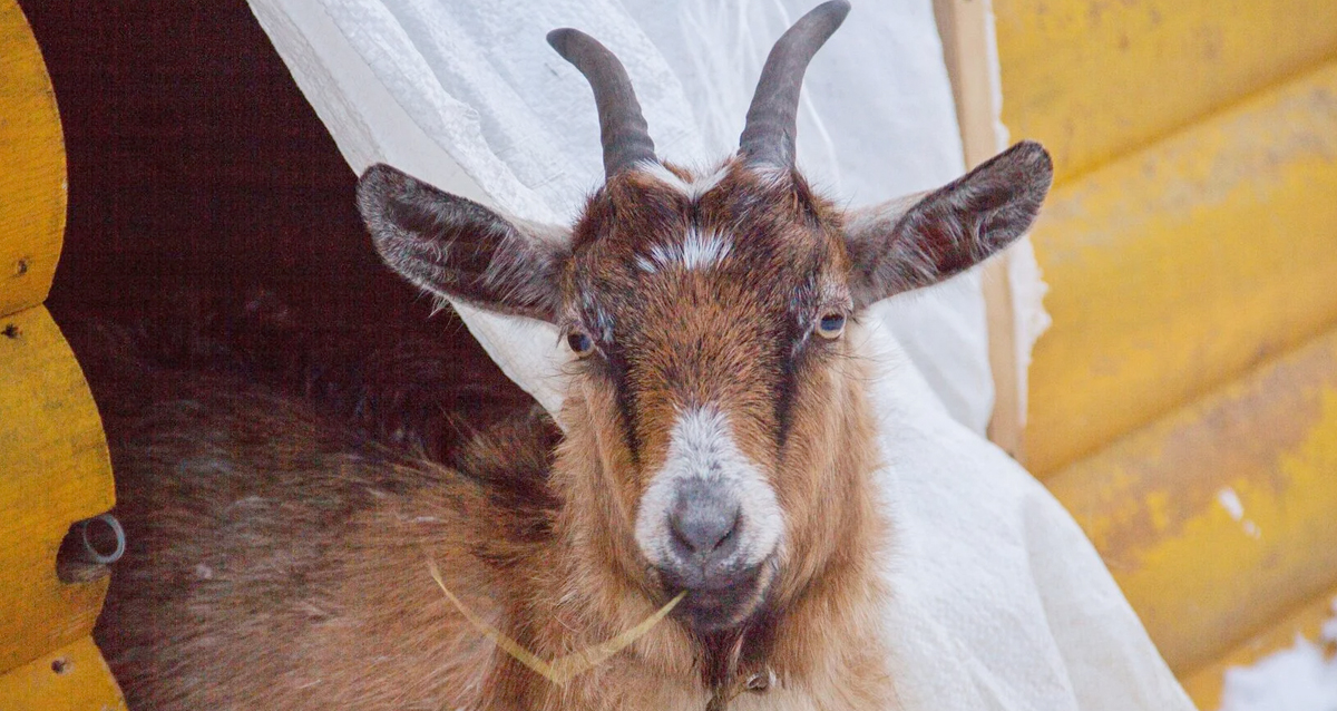 тур Новый Год по-древнерусски: курорт Старая Русса и Великий Новгород