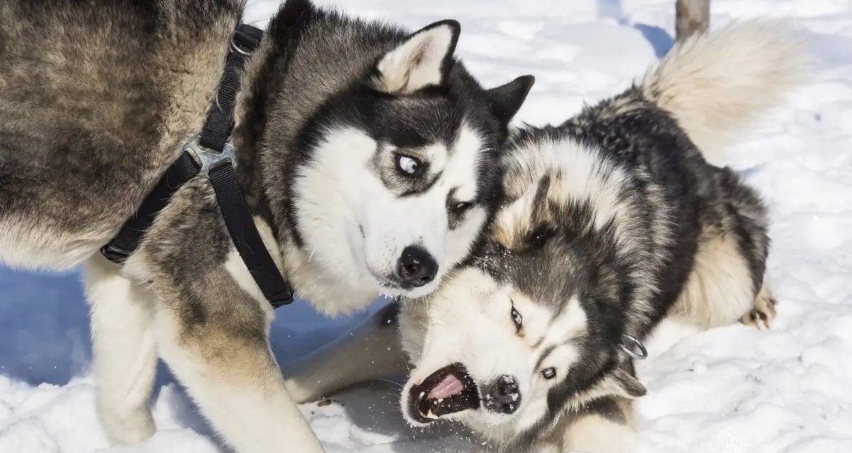 новогодние туры в Карелию