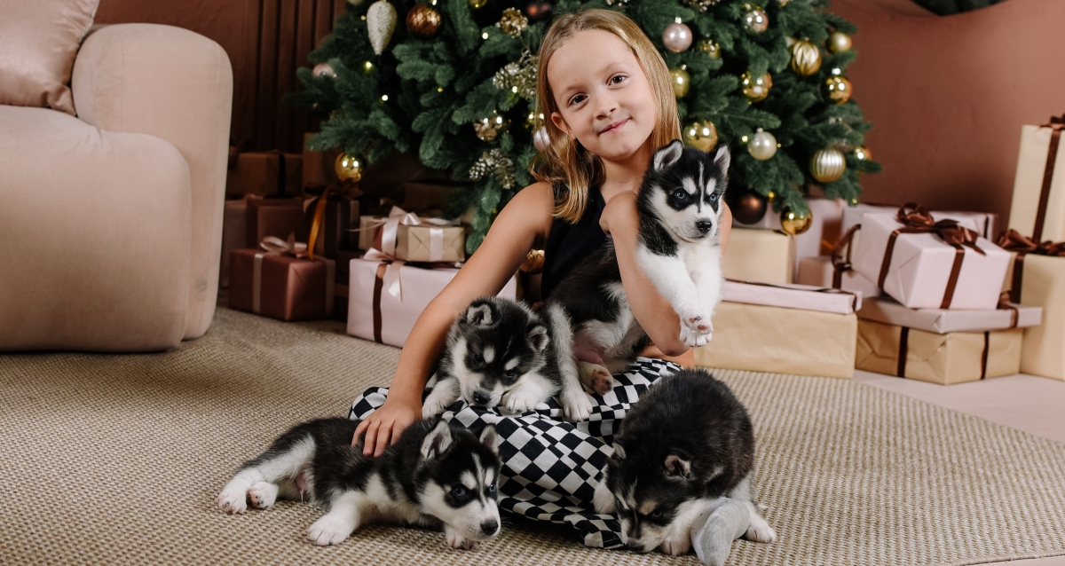 фотосессия с хаски