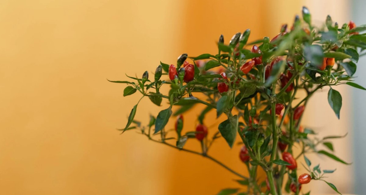 гастробар «Остряк»