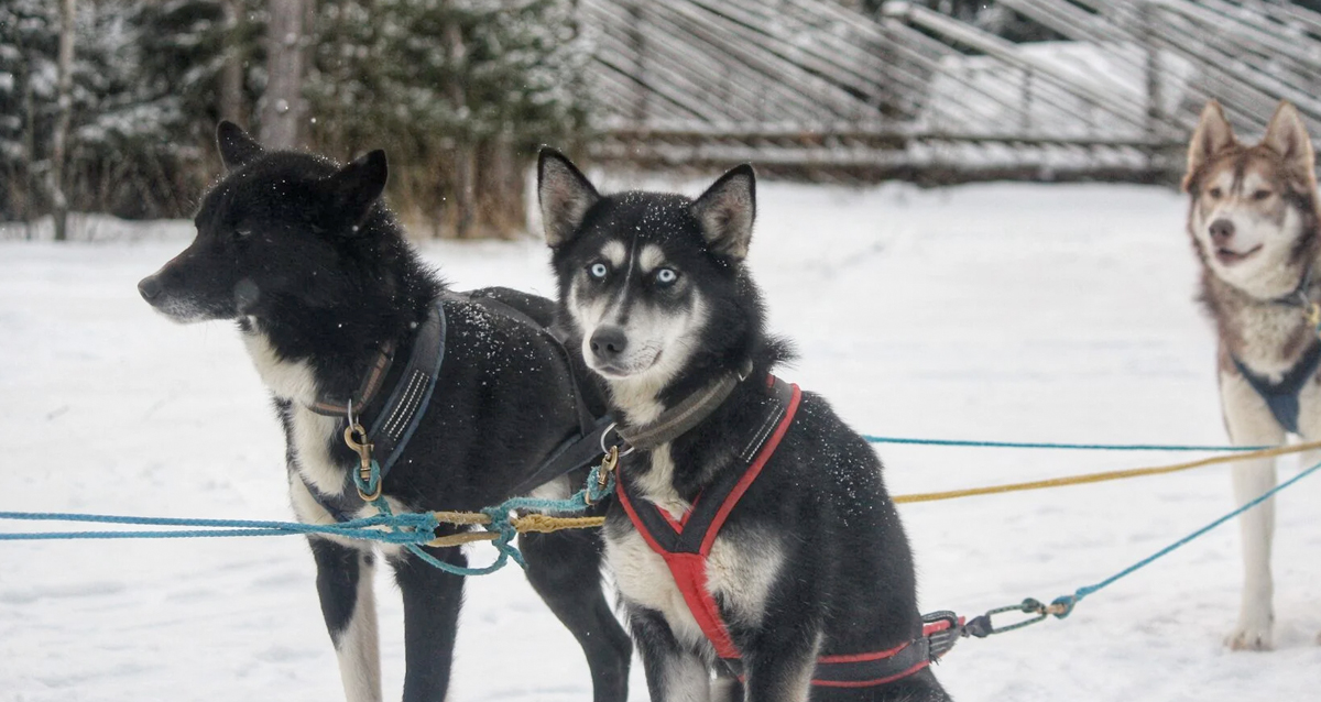 тур Вокруг Ладоги за 2 дня на новогодних праздниках