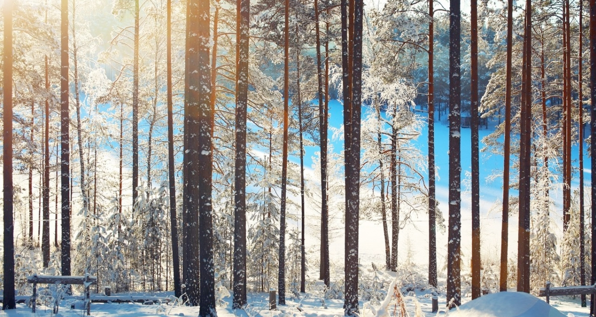 Загородный комплекс Шишки на Лампушке