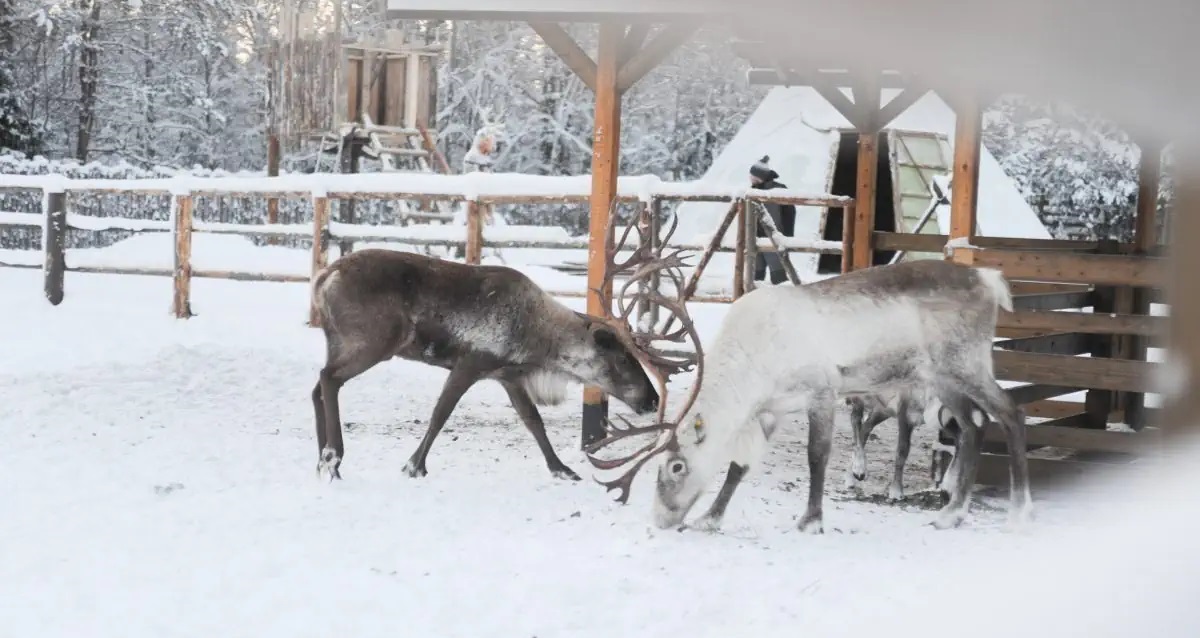 новогодние туры в Карелию