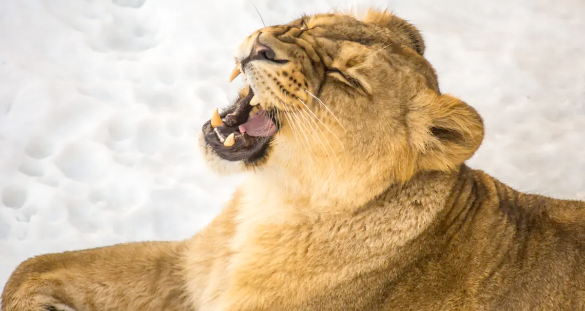 многодневные туры от туроператора СканТур