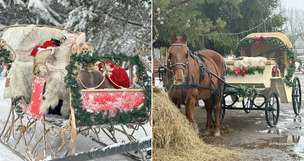 ранчо Авенсис