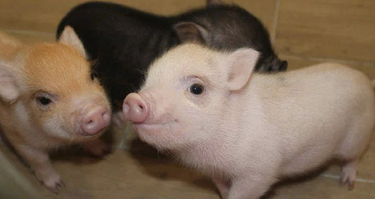 антикафе В Ёлках