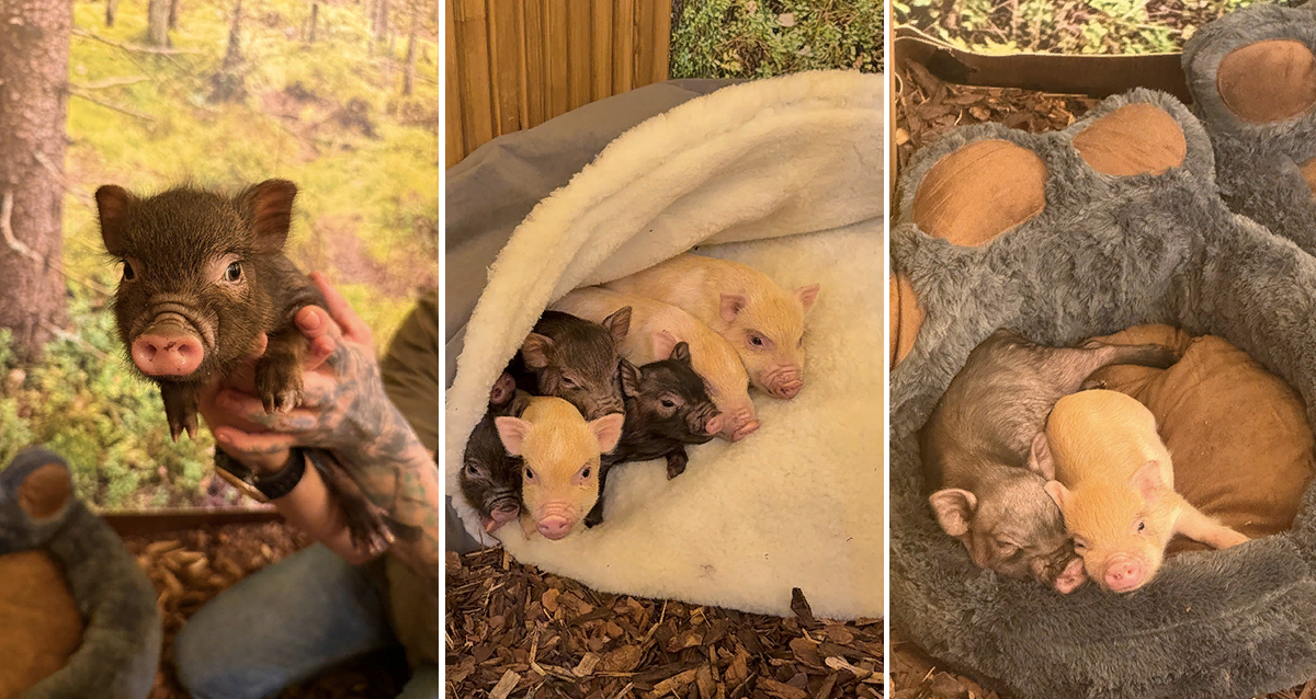 Антикафе В Ёлках в СПб