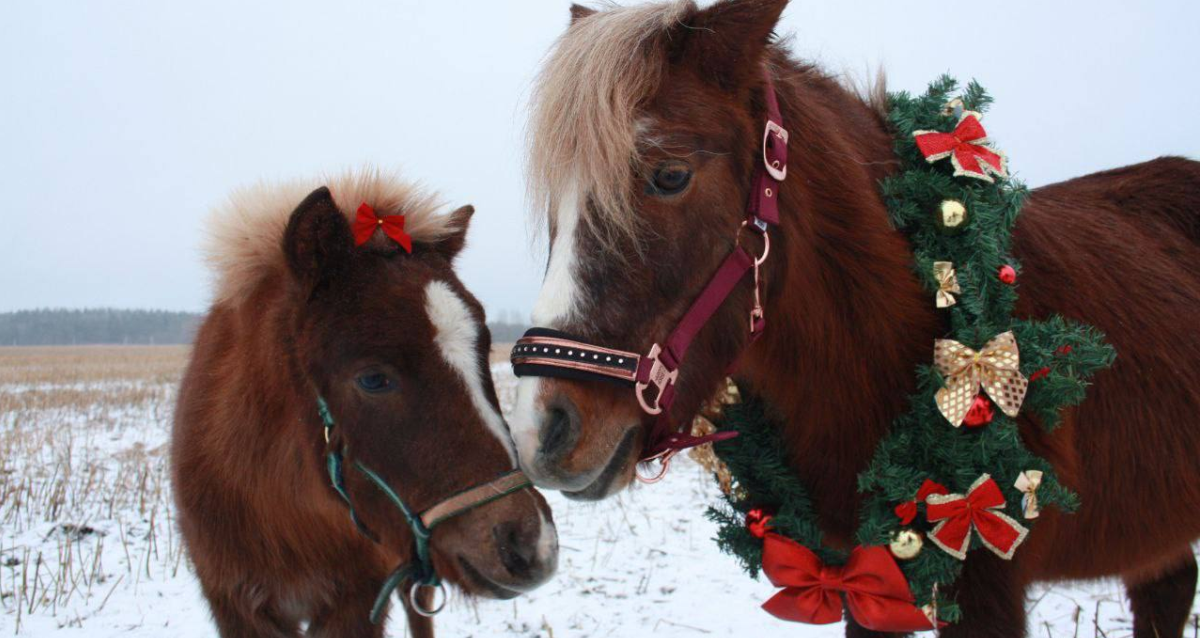 на конные прогулки