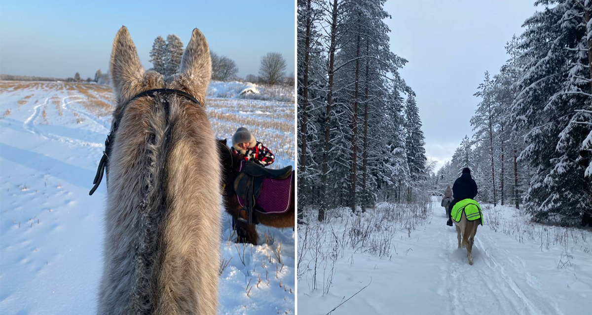 на конные прогулки