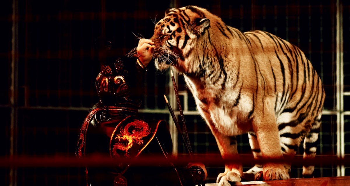 Шоу бенгальских тигров
