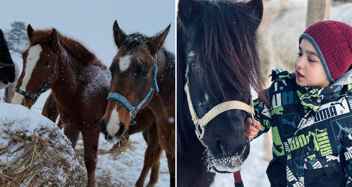 на конные прогулки