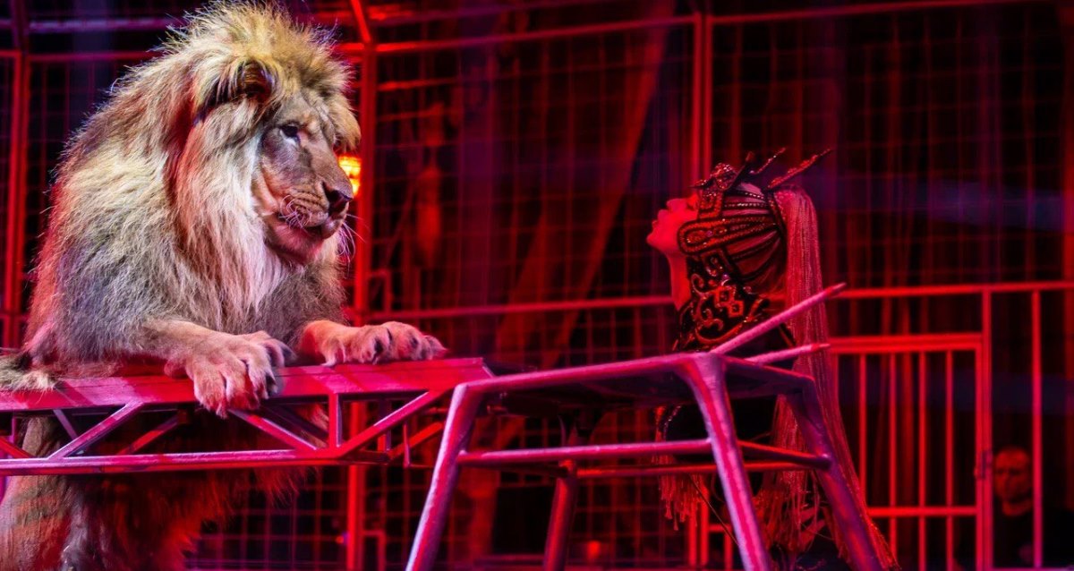 Шоу бенгальских тигров